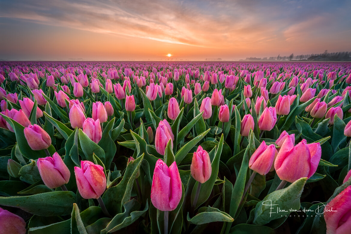 Het fotograferen van tulpen met GND filter Het fotograferen van tulpen met GND filter